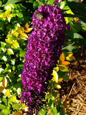 Black Knight Butterfly Bush, Buddleja, Buddleja davidii 'Black Knight'